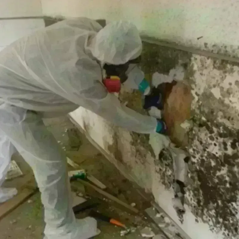 Mold Remediation and Removal in Victoria, KS